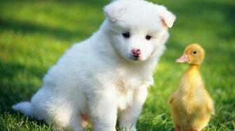 Home Pets And Animals Animal HD Wallpaper