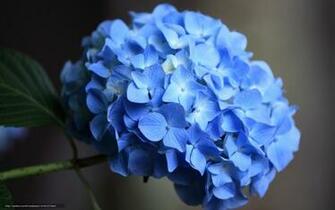 Wallpaper Hydrangea Blue Petals Macro Desktop