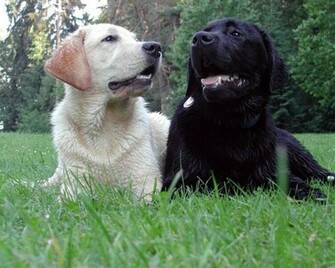 Labrador Center Retriever Desktop And Background Image