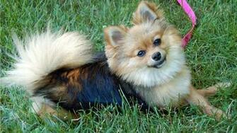 Pets For Adoption At Bucks County Spca Lahaska In New Hope Pa