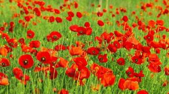 Field Of Poppies Wallpaper 3d For Desktop