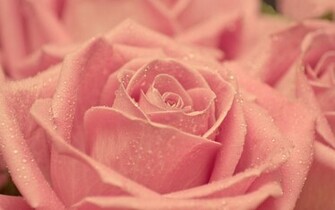 Pink Rose Wallpaper Micro Photography HD Desktop
