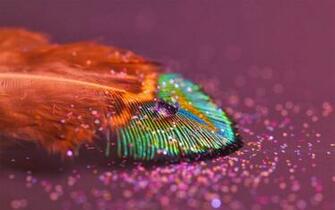 Desktop Peacock Feather HD Wallpaper 3d Picture Design
