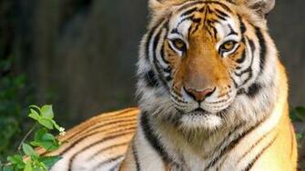 Widescreen Tiger HD Deadra Holte At