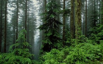 The Humid Forest X Photography Miriadna
