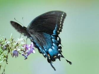 Beautiful Butterfly