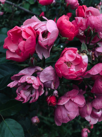 Top Rose iPhone Wallpaper Full HD 4k To Use