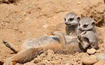 Meerkat Desktop Wallpaper
