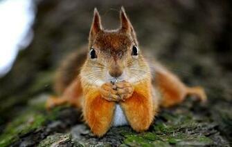 Wallpaper Protein Red Legs Wood Funny Squirrel Humor