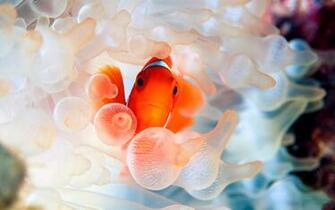 Clown Fish Wallpaper Net