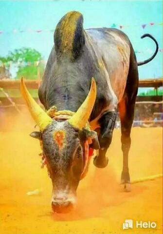 Bull Painting Image By Aman Kr Saini