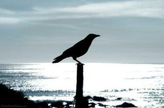 Beautiful Wallpaper For Desktop Crow HD