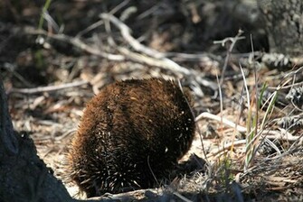 Spiny Anteater Wallpaper First HD