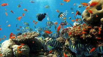 Home Underwater HD Wallpaper