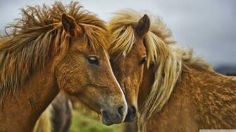 Horses HD Wallpaper Great Animal Photo