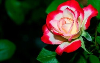 Flower Wallpaper For Desktop Rose