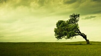 Leaning Tree Wallpaper