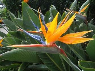 Help Bird Of Paradise Flower Bloom