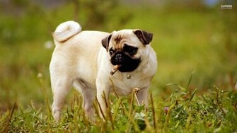 Pug Background Wallpaper Christmas Dog