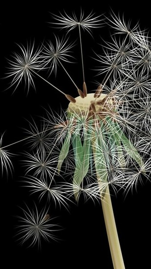 Dandelion Samsung Galaxy S5 Wallpaper