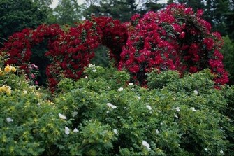 Sun Shines Beautiful Flower Garden Wallpaper