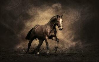 Horse Wallpaper Resolution