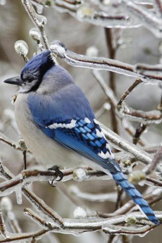 Blue Jay Wallpaper HD On