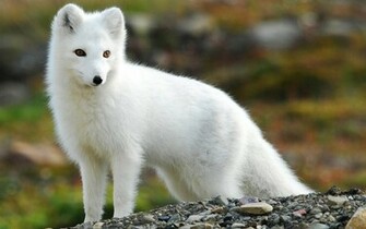 Fox Wallpaper Background Photos Image And Pictures For