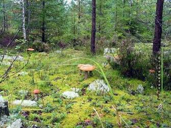 It Now Related Wallpaper Nature Plant Forest Mushroom This
