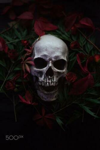 Artem Phoenix Skull Flowers Plants 500px Wallpaper HD