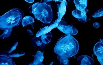 Jellyfish Computer Wallpaper Desktop Background Id