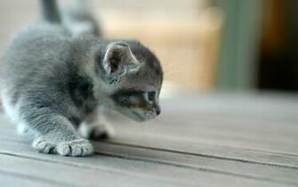 Kitten Wallpaper