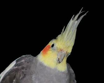Gallery For Gt Cute Cockatiel Wallpaper