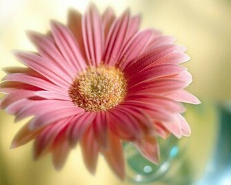 Flowers For Flower Lovers Wallpaper HD Desktop Beautiful