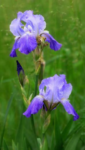 Purple Iris Flower Wallpaper Flowers In The