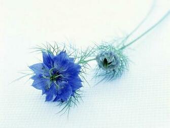 Very Nice Collection Of Beautiful Flowers White Pink And Blue