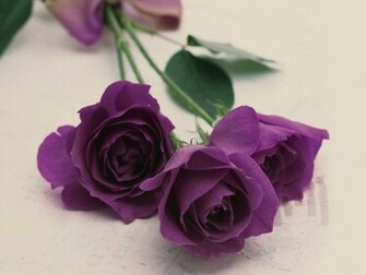 Purple Haze Wallpaper