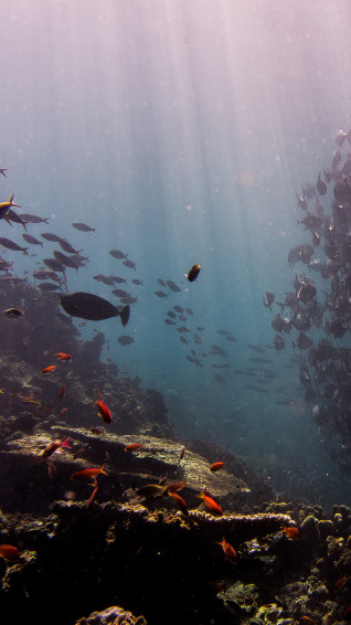 Ocean Fish Wallpaper
