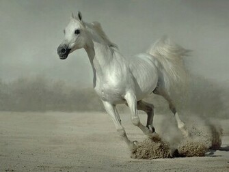 White Running Horse Wallpaper Horses For