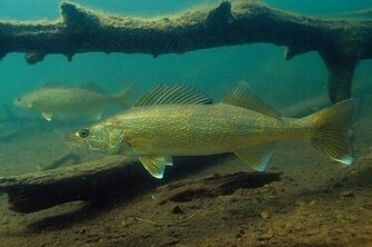 Walleye Fishes Photo And Wallpaper Cute Pictures