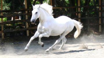 Horse HD Widescreen Wallpaper For Laptop Horses