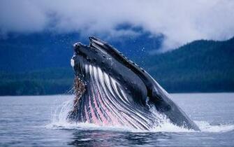 Blue Whales Breaching Ing Gallery