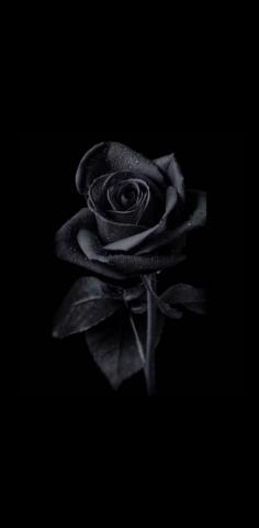 Black Rose Wallpaper By Abtahialamking On