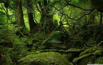Rainforest 4k HD Desktop Wallpaper For Ultra Tv Dual