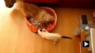 Funny Dogs Annoying Cats HD Wallpaper