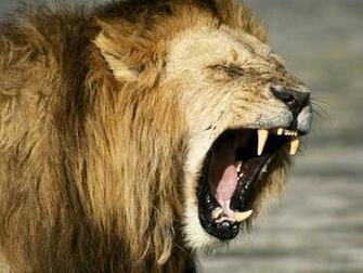 Jungle Animals Wallpaper Yawn Africa