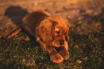 Cute Small Puppy Brown Hairs Wallpaper HD Animals 4k