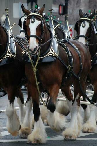 Clydesdales Budweiser HD Wallpaper Animals