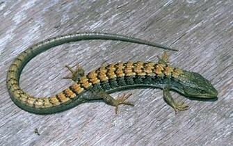 California Lizards Pics Gallery Animals And Birds
