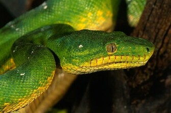 Green Snake Eyes Scales Wallpaper